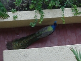 Peacock In Hotel 2